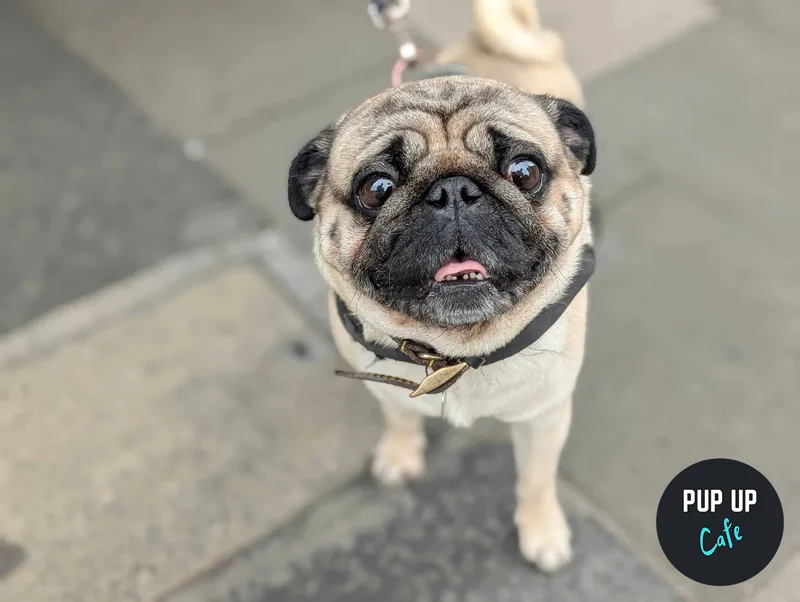 London - Pug Pup Up Cafe 🌸