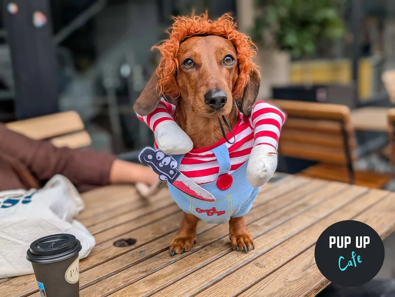 Hallo-ween Dachshund Pup Up Cafe – Birmingham🎃