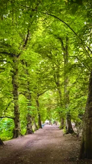 FOREST WALK & TALK! MINI ZOO! COFFEE in beautiful HAMPSTEAD! EXPAND YOUR SOCIAL CIRCLE