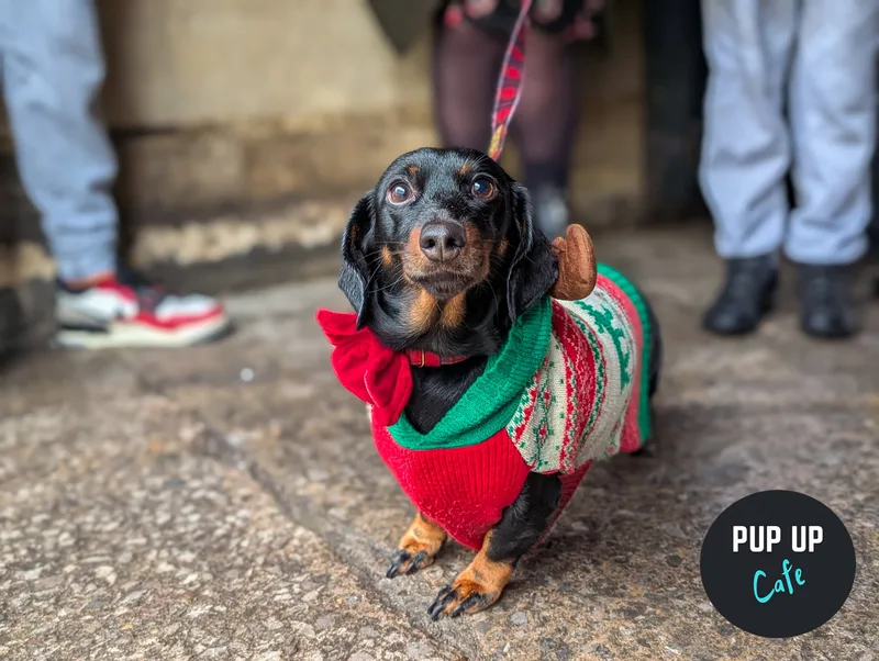 Liverpool - Dashing Dachshund Christmas Tour 🎄