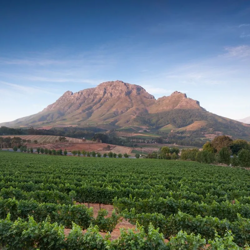 World of Wine: South Africa and the USA.