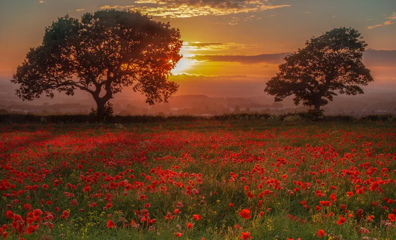 Remembrance Sunday 2026