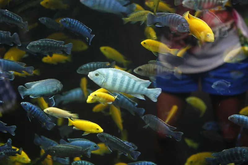 Sea Life Brighton - Standard Admission