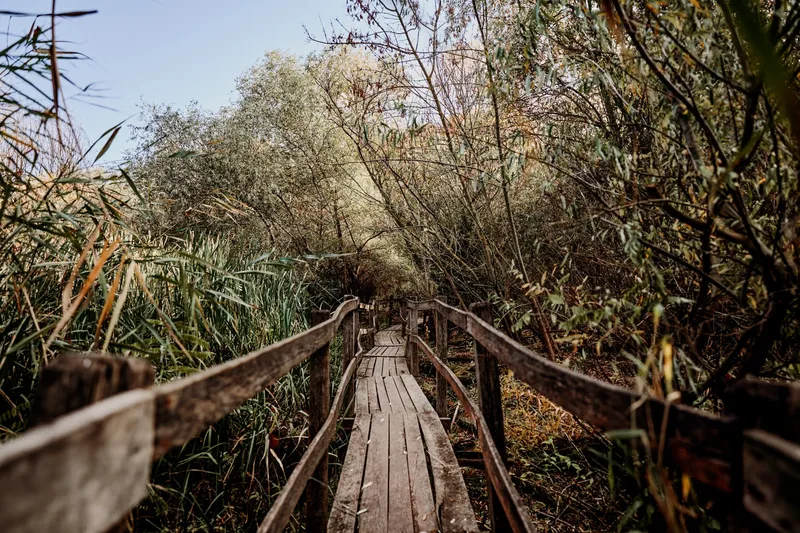 Lizard Wildlife Walks