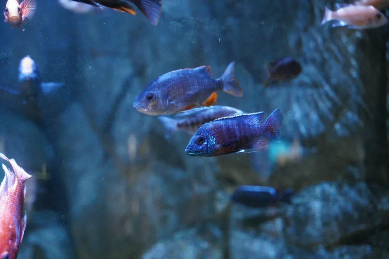 Sea Life Manchester - Standard Entry
