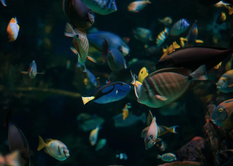 Sea Life Brighton - Standard Admission