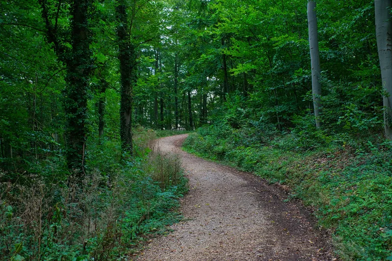 Guided bat walks at Stackpole Estate
