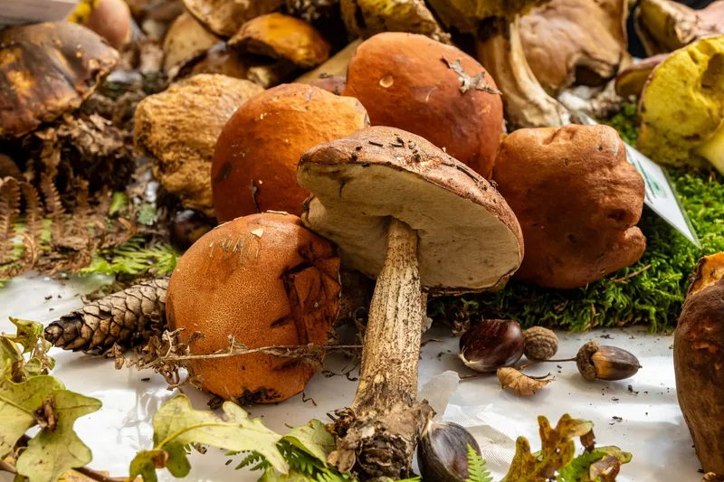 FORAGE & NIBBLE in Bristol (Somerset)