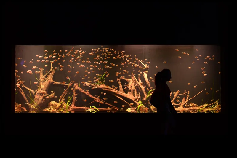 Sea Life Brighton - Standard Admission