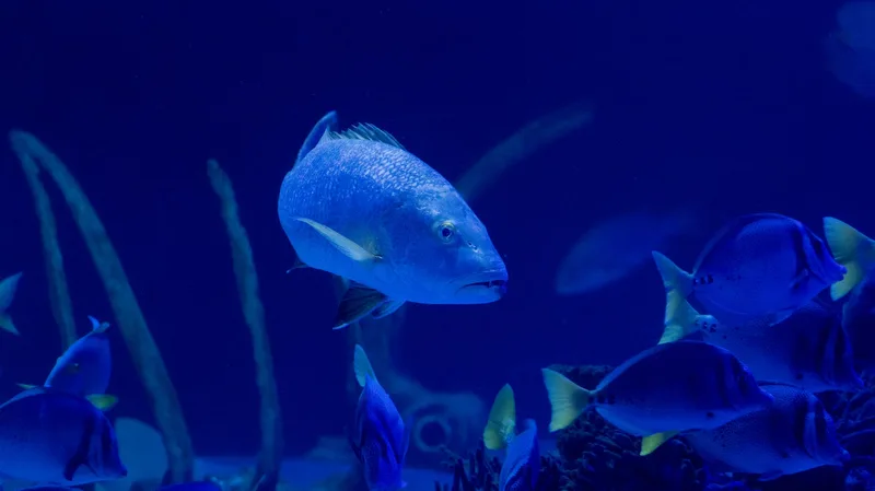 Sea Life Blackpool - Standard Entry