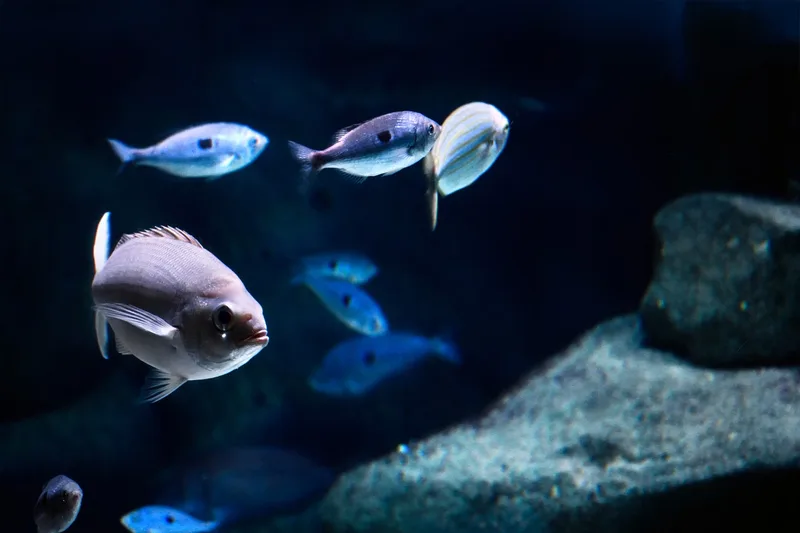 Sea Life Brighton - Standard Admission