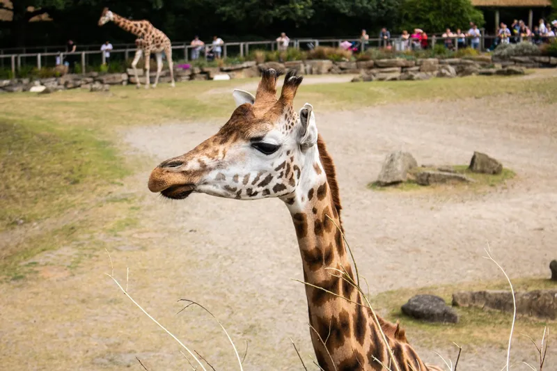 Santa Safari at West Midlands Safari Park