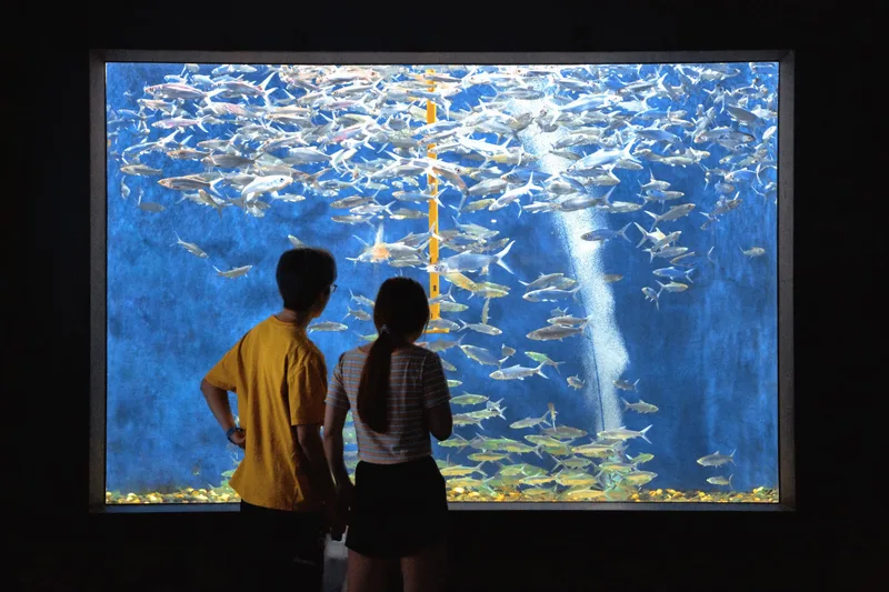 Sea Life Brighton - Standard Admission