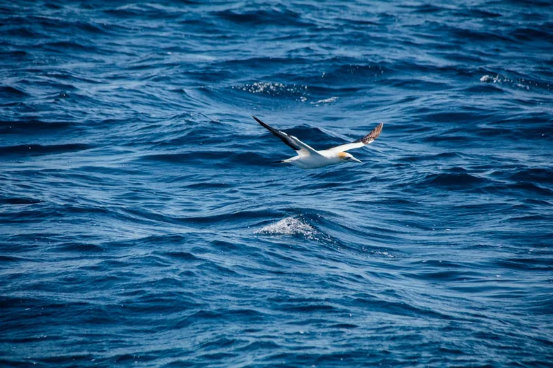 Operation Seabird