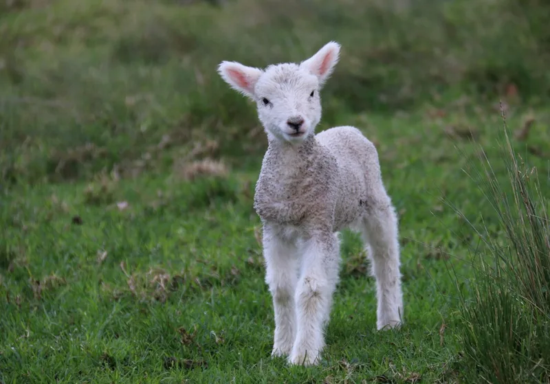 Little Lambs Storytime Sessions