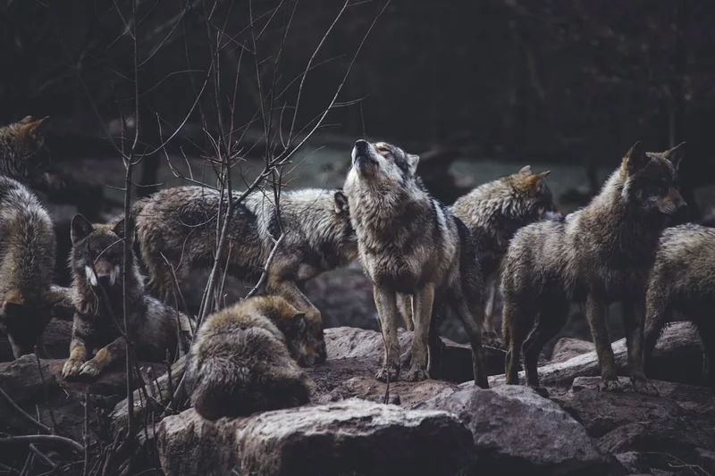 Wandering Wolves