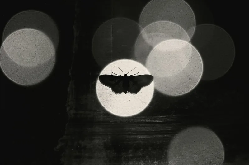 Belton's Butterfly and Moth Trail