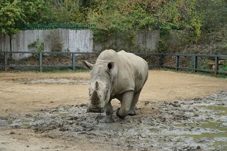 Chessington World of Adventures VIP White Rhino Encounter with Entry for Four