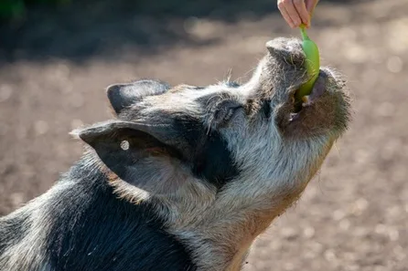 The Pig Enthusiast Experience for Two at Kew Little Pigs