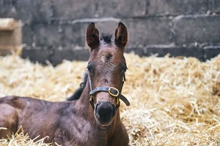 Ultimate Horse Racing Lover's Experience with Behind the Scenes Full Day Guided Tour at Newmarket