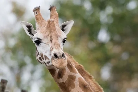 VIP Giraffe Safari with Park Entry for Two at Chessington World of Adventures