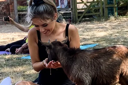 Goat Yoga in the Suffolk Countryside