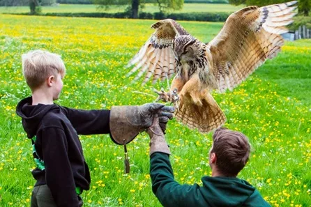 Bird of Prey Taster Experience at Mercer Falconry