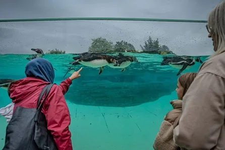 Chester Zoo Early Access, VIP Bus Tour with Admission for Two Adults and One Child