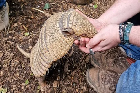 Exotic Zoo VIP Private Armadillo Encounter for Two