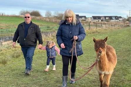 Feed and Walk Alpacas in the Ayrshire Countryside for Two Adults and One Child