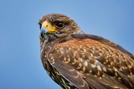 Hawk Walk and Flying Experience at BB Falconry