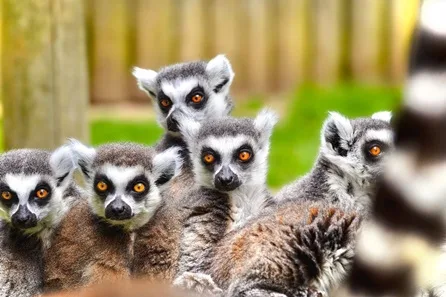 Lemur Close Encounter for Two at Drusillas Park