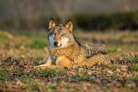 Longleat Wolf and Hyena Pack Encounter with Park Admission for Two