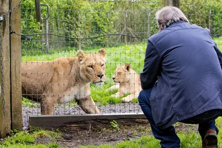 Longleat Lion VIP Encounter with Park Admission for Two
