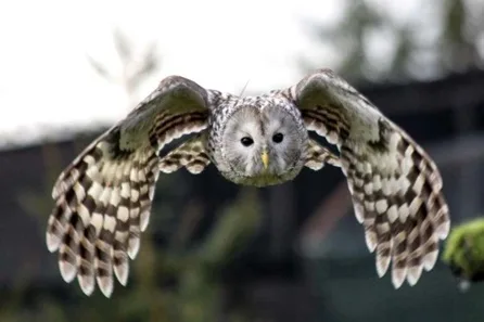 Meet and Fly the Owls for Two at Eagle Heights Wildlife Foundation