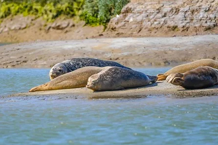 Sea Kayaking and Seal Spotting Adventure with Canoe Wild