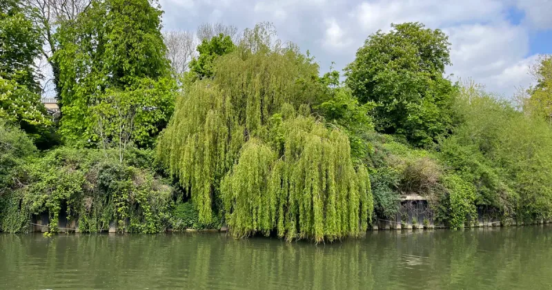 Riverside Ramble Tree Walk