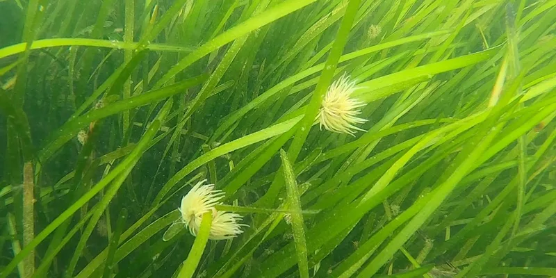 Seagrass Snorkel Safari