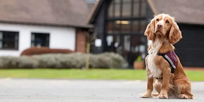 Hearing Dogs Tour & Demo 17th November 2026