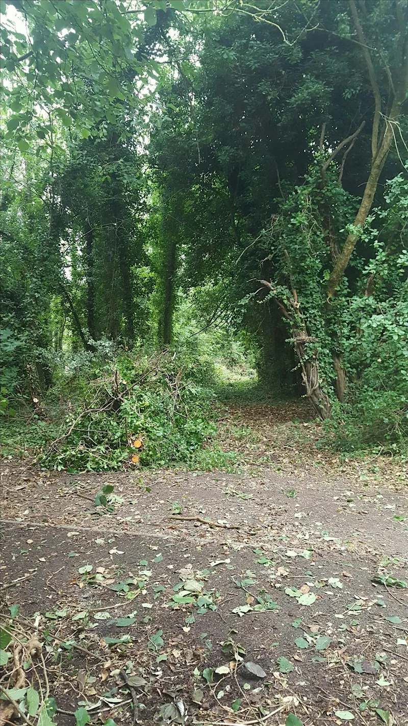 Plomer Hill Pollinator Day