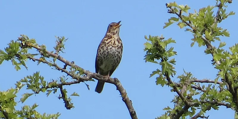 Green Thursday at Chairborough LNR