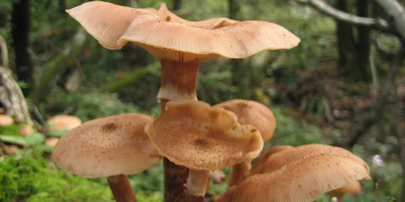 Fungi Foray