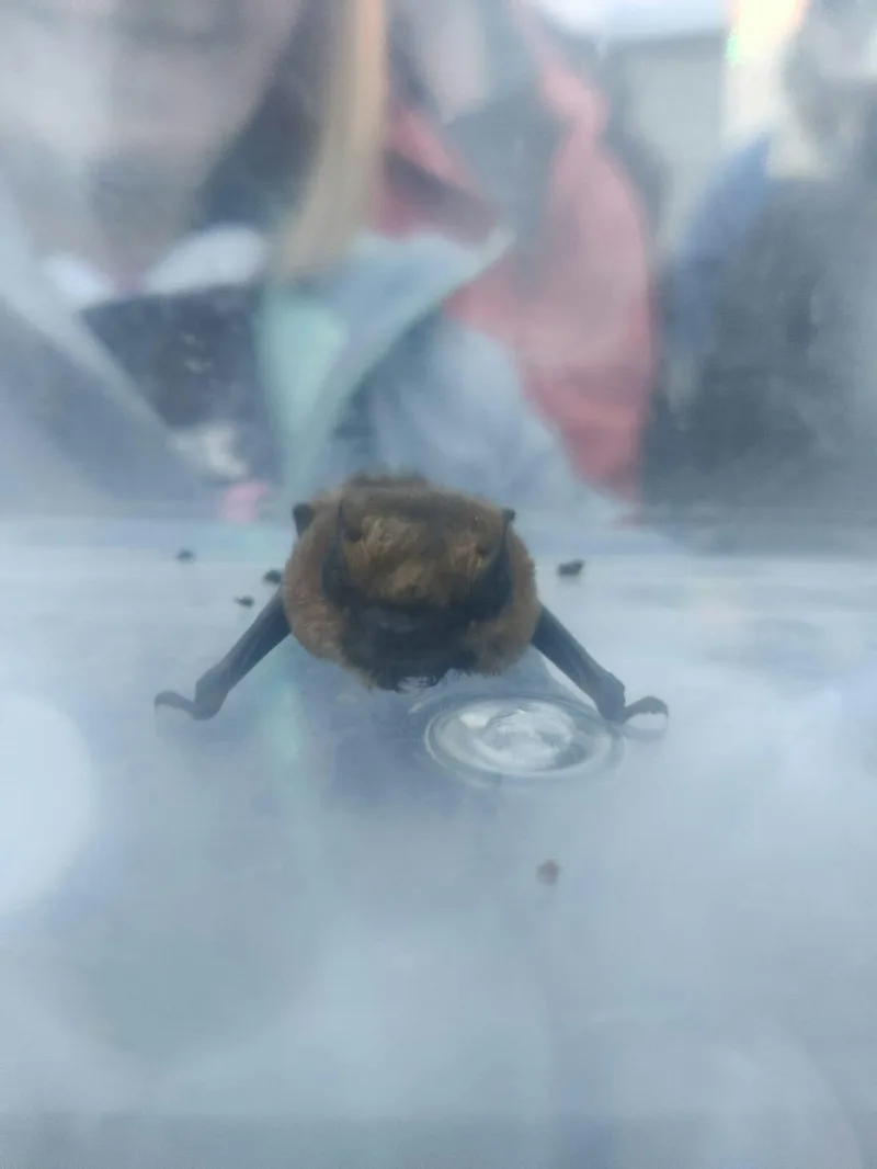Bat Walk and Talk Derby Park