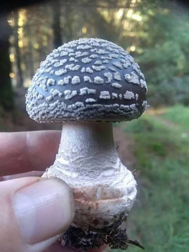 Mushroom forage at Redisher Wood