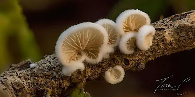 Native Woodland Fungal Foray with Kieran Brennan (Carlow)