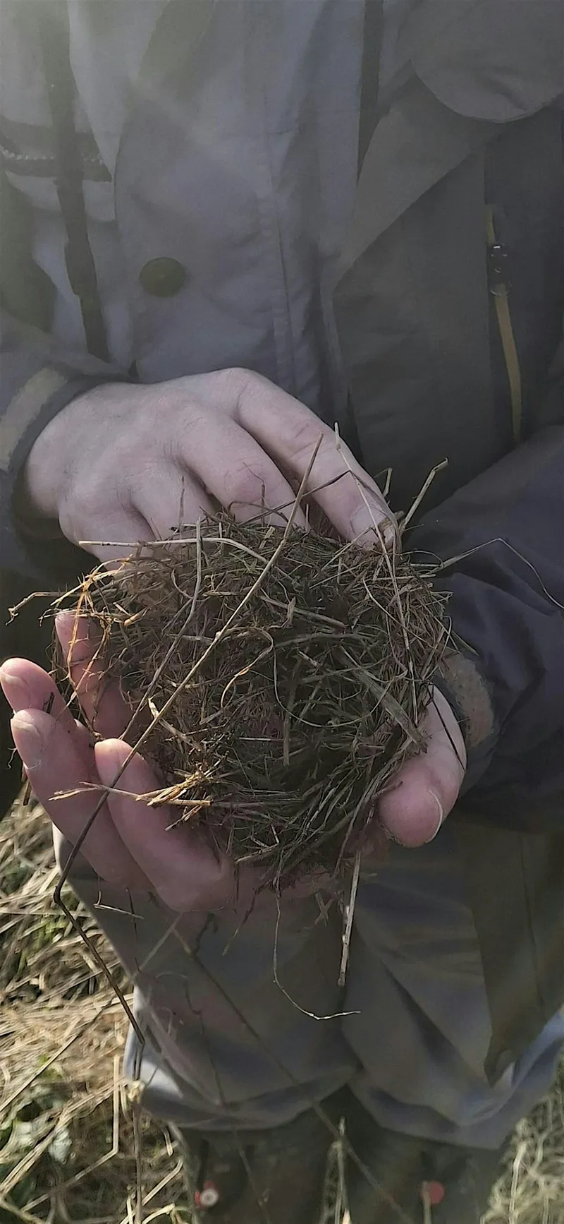 Harvest Mouse Nest Survey - Griffin Wood