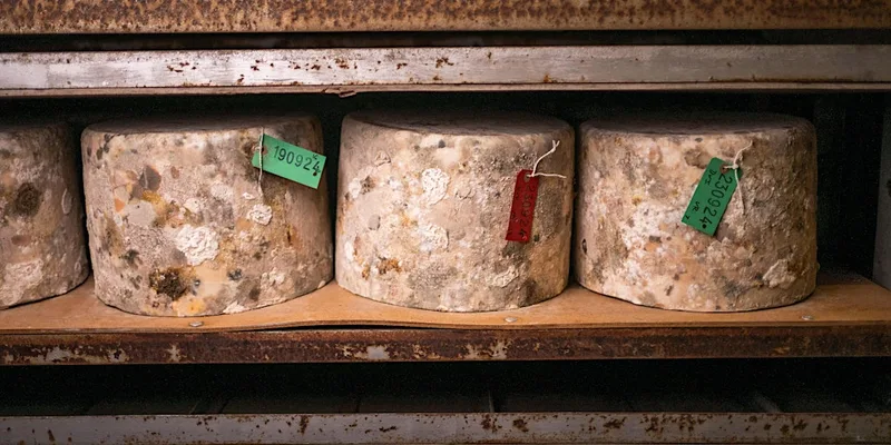 Quicke's Cheese Tour 28th August