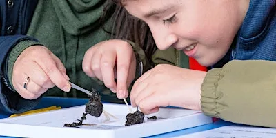 Family Event: Kestrel Pellet Workshop at West Blean and Thornden Woods
