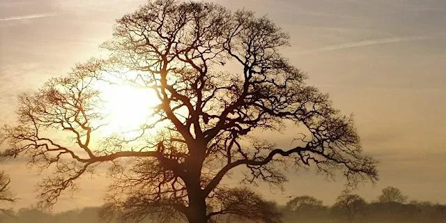 Middlewood Way Tree Wander
