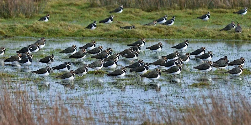 Autumn Bird Safari at Rye Harbour Nature Reserve (420337035)